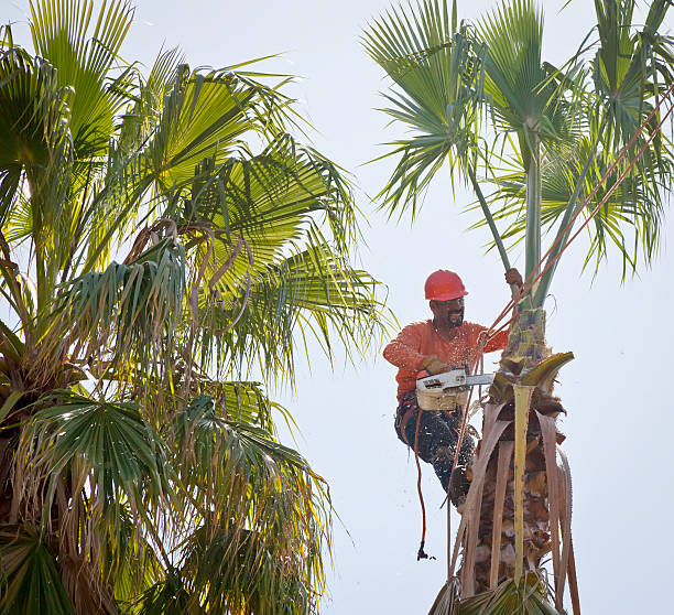 Best Local Tree Services  in Ettrick, VA